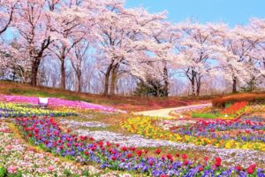 春　桜　チューリップ　花畑