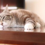 のんびりする猫
