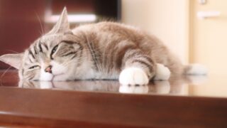 のんびりする猫