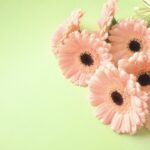 ピンクのガーベラ