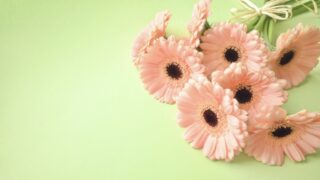 ピンクのガーベラ