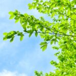 新緑の木漏れ日